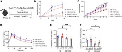 Targeting acid ceramidase ameliorates fibrosis in mouse models of non-alcoholic steatohepatitis